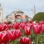 %d0%bb%d0%b0%d0%bb%d0%b5%d1%82%d0%b0-%d0%b8-%d0%be%d1%80%d0%b8%d0%b5%d0%bd%d1%82%d0%b0%d0%bb%d1%81%d0%ba%d0%b8-%d1%87%d0%b0%d1%80-%d0%b8%d1%81%d1%82%d0%b0%d0%bd%d0%b1%d1%83%d0%bb-2-%d0%bd%d0%be