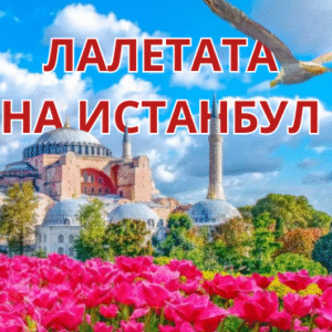 %d1%84%d0%b5%d1%81%d1%82%d0%b8%d0%b2%d0%b0%d0%bb-%d0%bd%d0%b0-%d0%bb%d0%b0%d0%bb%d0%b5%d1%82%d0%be-%d0%b2-%d0%b8%d1%81%d1%82%d0%b0%d0%bd%d0%b1%d1%83%d0%bb-2026